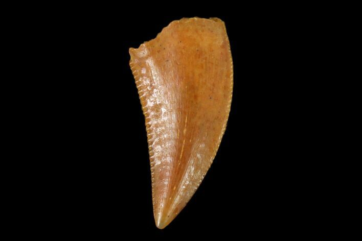 Serrated, Raptor Tooth - Real Dinosaur Tooth #158943